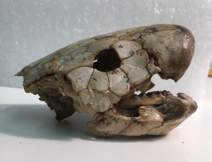 Skull of a "chirodipterid" lungfish from Gogo